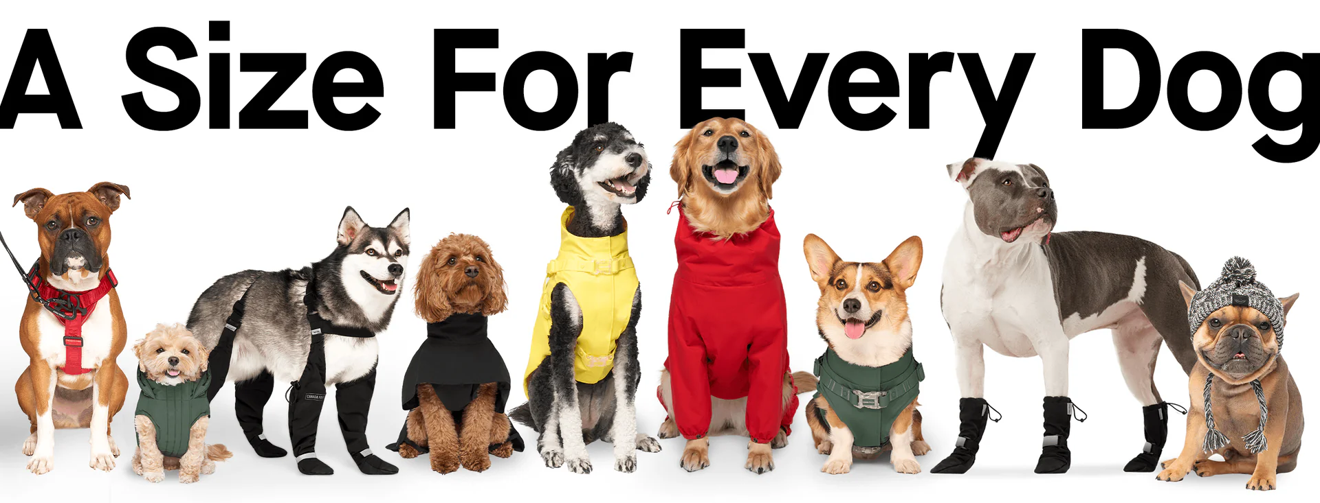 Everyday Style for Every Dog