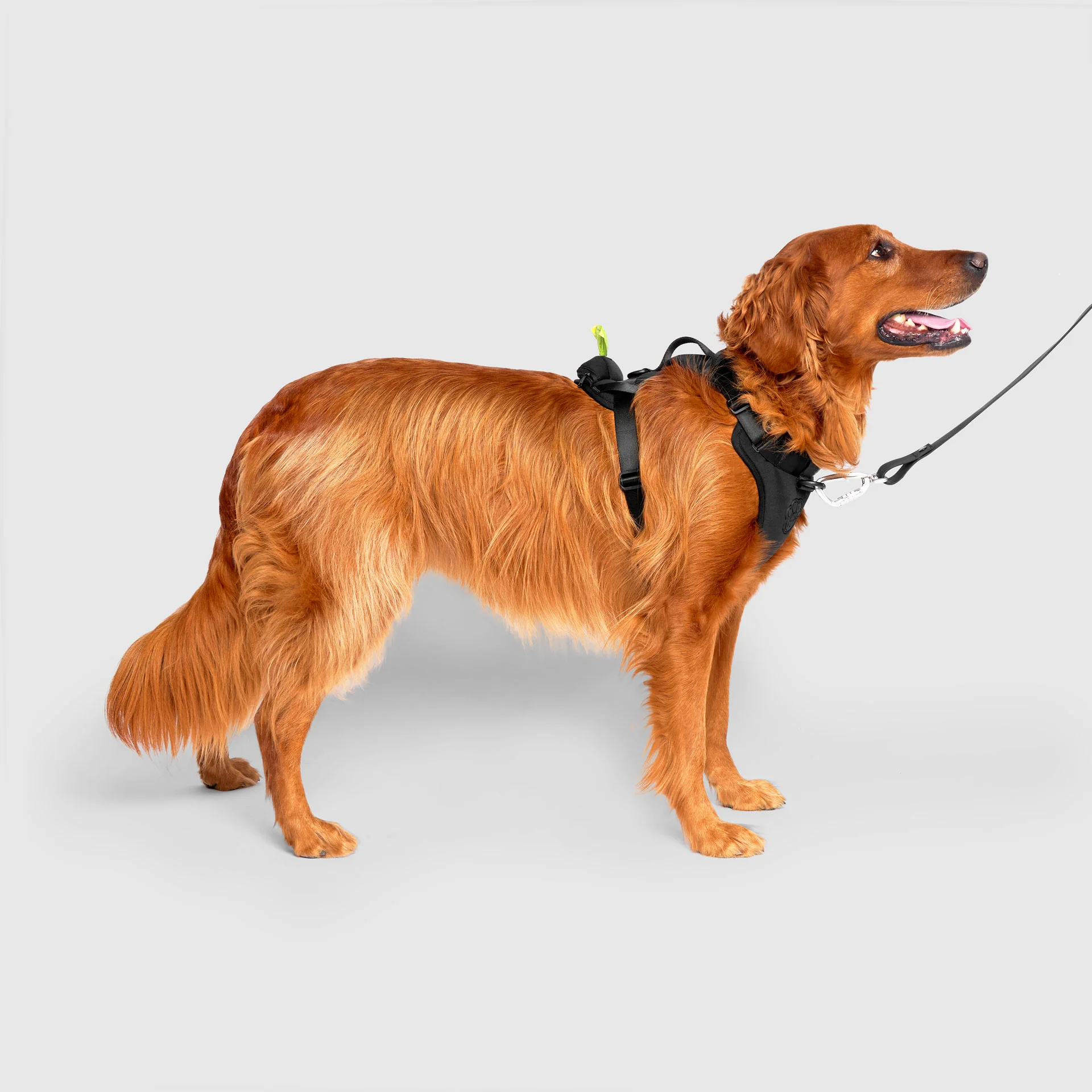 Best-Selling Dog Harnesses & 2-in-1